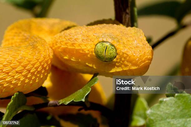 Foto de Bebê Atheris Chloroechis Na Árvore e mais fotos de stock de Amarelo - Amarelo, Animal selvagem, Cobra