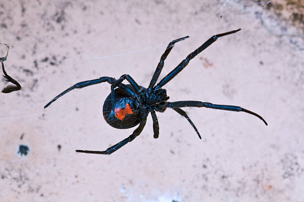 black widow spider - karadul fotoğraflar stok fotoğraflar ve resimler