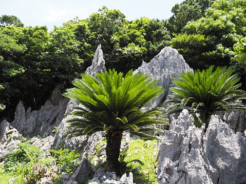 View of tropical karst mountain. Daisekirinzan, Yanbaru National Park, Kunigami, Okinawa, Japan.