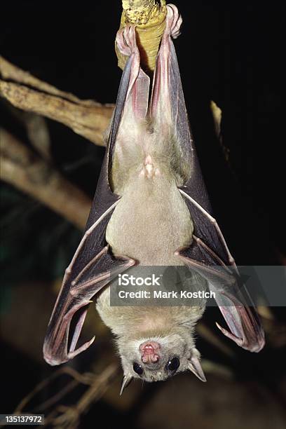 Morcego Da Fruta - Fotografias de stock e mais imagens de Asa de animal - Asa de animal, De cabeça para baixo, Fotografia - Imagem