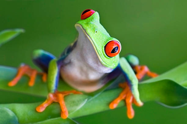 curioso raganella dagli occhi rossi - red frog foto e immagini stock