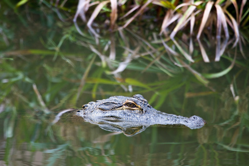 American Alligator in Swamp