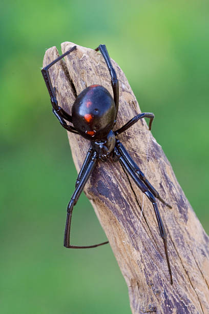 Female Black Widow Spider Female Black Widow Spider black widow spider photos stock pictures, royalty-free photos & images