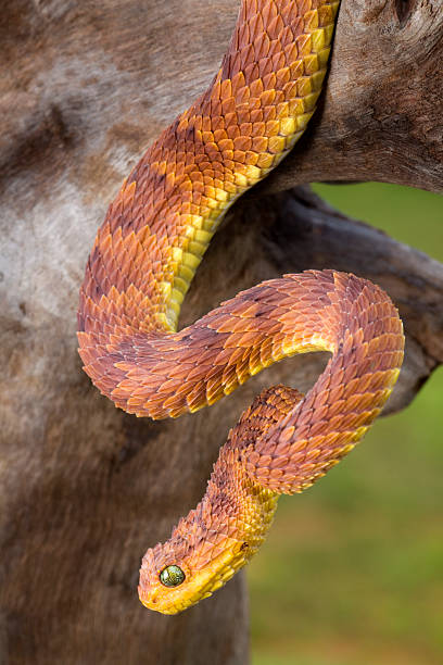 Bush Viper (Atheris squamigera), red phase, Bush Viper (Ath…