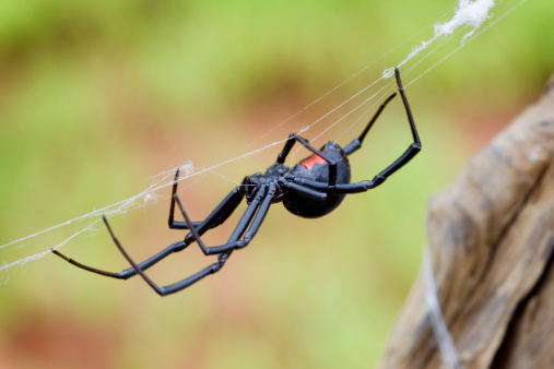 Orb web spider - Wasp spider (Argiope bruennichi) on web