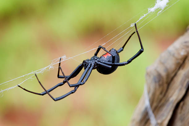 Female Black Widow Weaving Her Web Female Black Widow Weaving Her Web black widow spider photos stock pictures, royalty-free photos & images