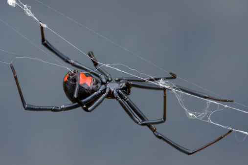 Black Widow Spider Pictures | Download Free Images on Unsplash Black Widow Spider Pictures | Download Free Images on Unsplash