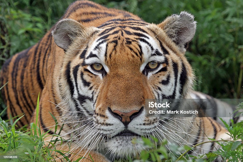 Tiger Rondar - Foto de stock de Animais em Extinção royalty-free