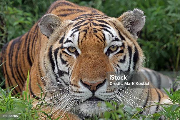 Foto de Tiger Rondar e mais fotos de stock de Animais em Extinção - Animais em Extinção, Animal, Animal selvagem