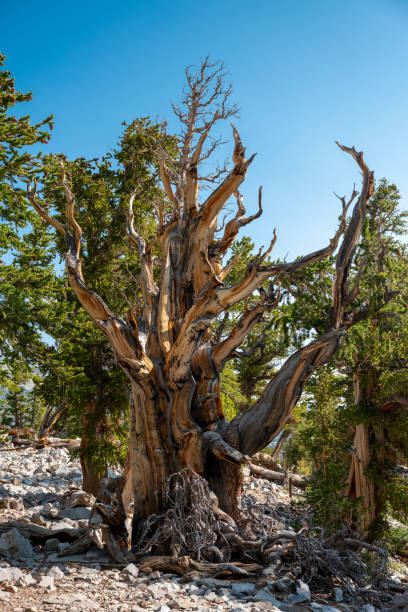 istock Bristle Cone Tree Grows Large Over Thousands of Years 1351385559