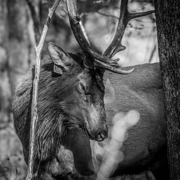 istock Bull Elk Closes Eyes and Looks Peaceful In Forest 1351385579