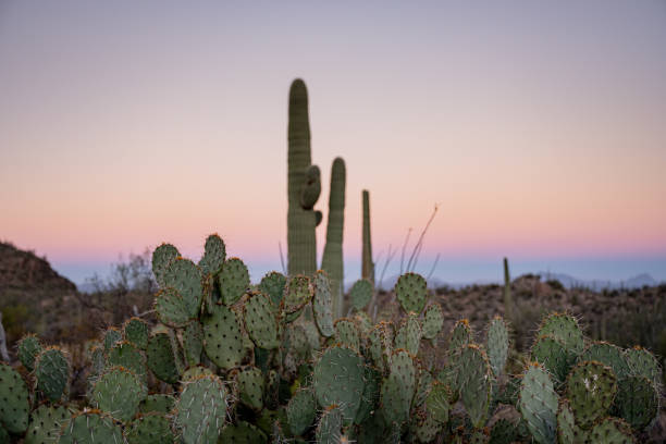 istock Prickly Pear Cactus in Front of Sonoran Sunset 1351385851