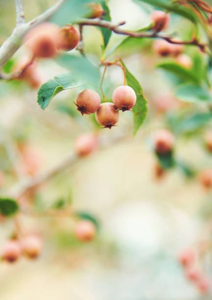 木の枝にホーソーンベリーの冬の自然の背景 - hawthorn berry fruit plant autumn ストックフォトと画像