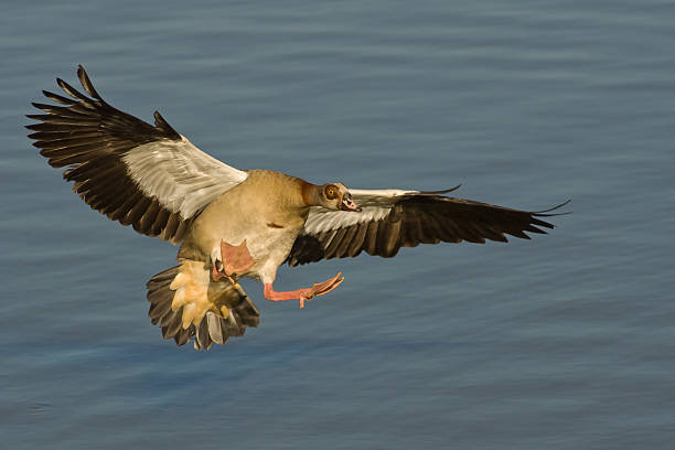istock Egyptian goose in flight 135139446