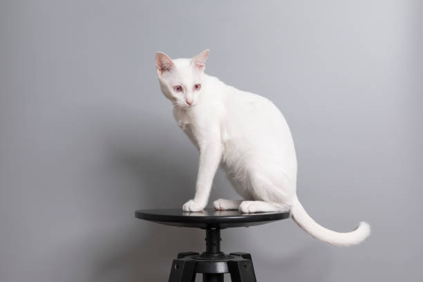 handsome white cat sitting on wooden stool - katt thai bildbanksfoton och bilder