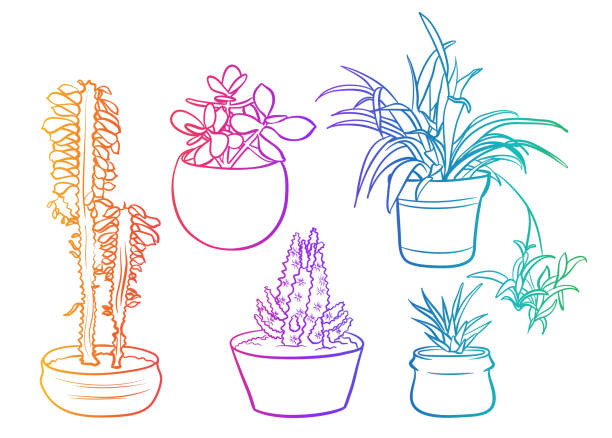 Spider Plant And Friends Rainbow Hand drawn sketch illustration of indoor plants, succulent, spider plant, cactus, chlorophytum comosum stock illustrations