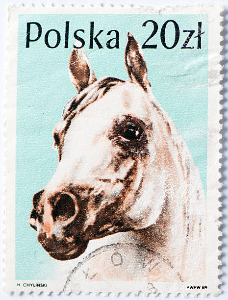 istock White head of the horse 135139622
