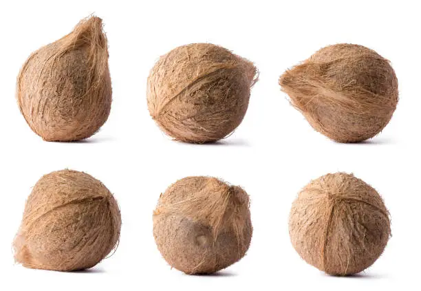 Photo of coconut, set of tropical fruit in different angles