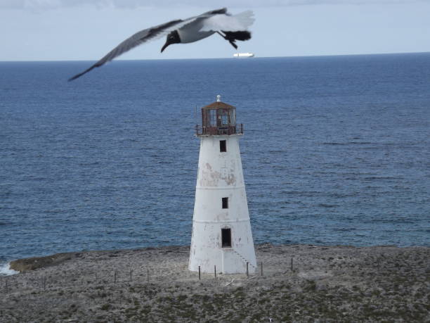 Picture of Paradise island lighthouse in Nassau Bahamas. Picture of Paradise island lighthouse in Nassau, Bahamas with a seagull flying in frame with a cruise ship in the background. paradise island bahamas stock pictures, royalty-free photos & images