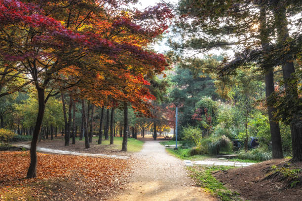istock Seoul forest autumn scenery 1351401291