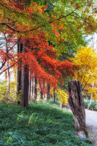 istock Autumn fall foliage in Nami Island 1351402089