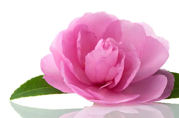 Photo of Camellia Flower, studio close-up