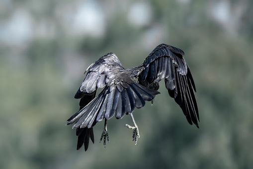 Black raven taking off in flight