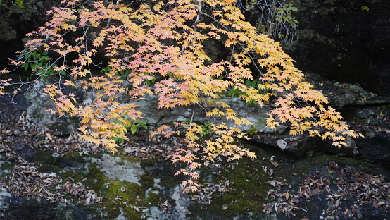 Fantastic autumn scenery of Bamsagol Valley in Jirisan National Park, South Korea