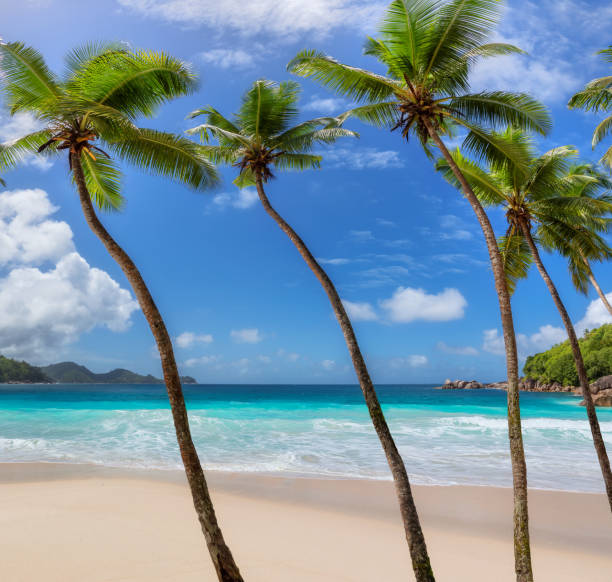 istock Palm trees in tropical Sunny beach and blue ocean 1351407533