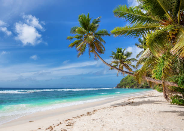 istock Coco palms on paradise Sunny beach in tropical island. 1351407567