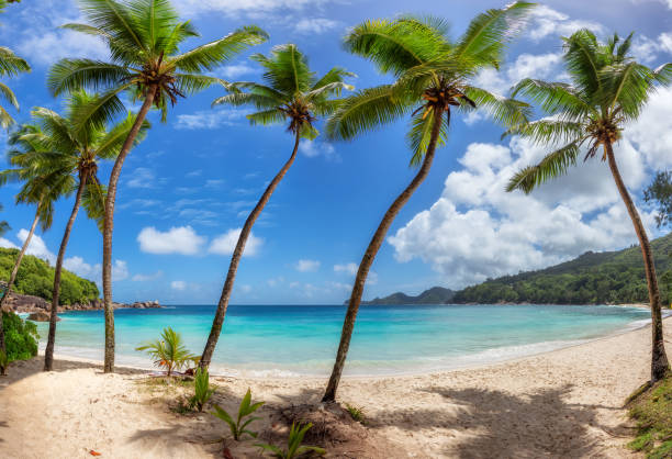 istock Palm trees on tropical beach in paradise tropical island 1351407656