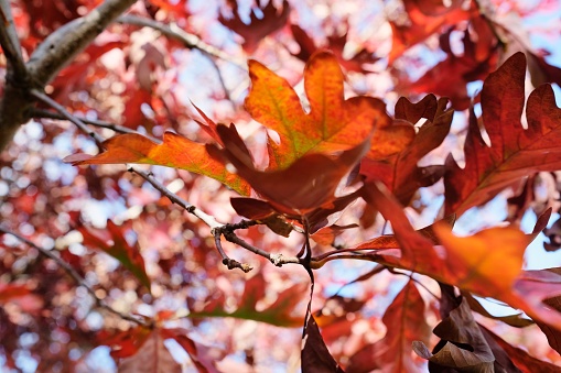 Red maple leaves against a blue sky in Sydney, Australia