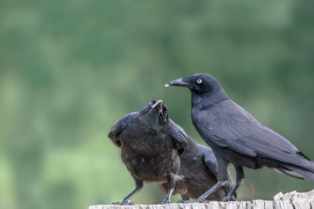 istock Mother Raven feeding her baby (Corvus coronoides) 1351409520