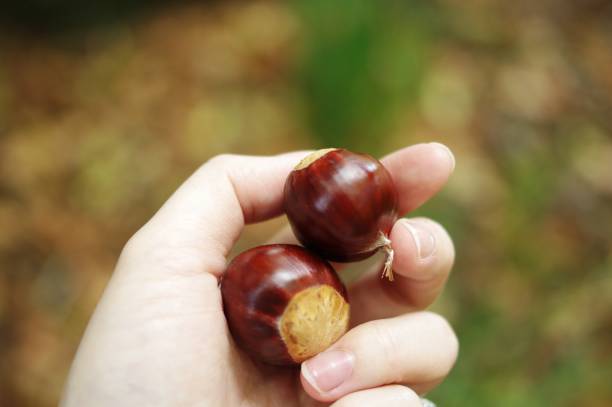 istock Freshly-picked chestnuts, Mount Wilson, Blue Mountains, Sydney, Australia 1351409951