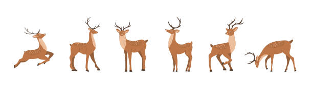 Cute noble sika deer. Set of reindeers with antlers in different poses isolated on white background. Ruminant mammal animal. Vector illustration in flat cartoon style Cute noble sika deer. Set of reindeers with antlers in different poses isolated on white background. Ruminant mammal animal. Vector illustration in flat cartoon style. doe stock illustrations