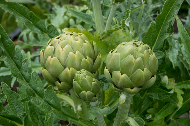 istock Artichokes in garden 1351410956