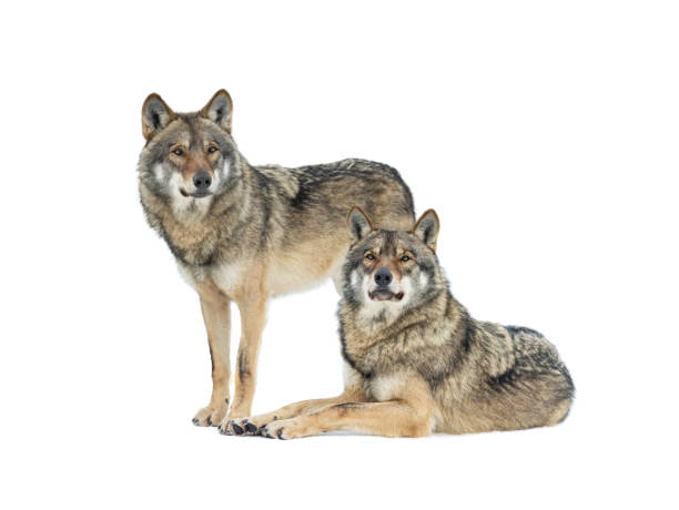 istock Gray wolfs snow isolated on white background 1351410994