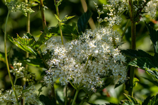 istock Filipendula vulgaris flower in field, macro 1351411793