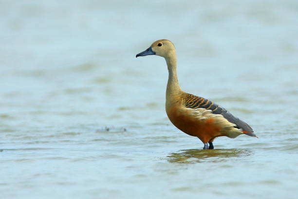 istock Lesser Whistling Teal 1351414756
