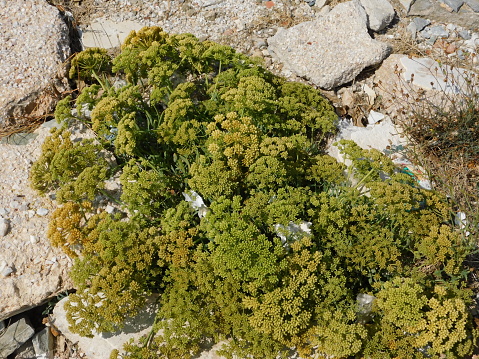Sea fennel, or Crithmum maritimum plant on the sea shore, in Attica, Greece