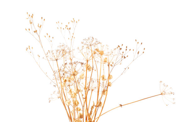 istock Dry Plants in Abstract Vase Isolated on White Background. 1351418222