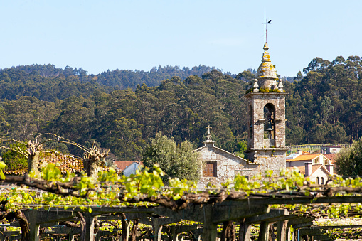 Church stone  bell tower in Salnés area near  Cambados winemaking village, Pontevedra province, Rias Baixas, Galicia, Spain. Vineyard in the foreground.