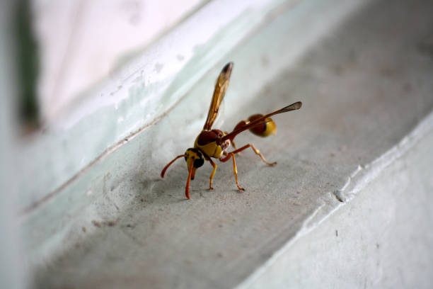 istock Red-and-yellow potter wasp or mason wasp (Delta pyriforme) inspecting site and building its nest 1351424619