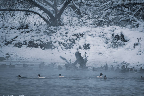Different species of water birds in Neris river, Vilnius, Lithuania. Wild mallards, common mergansers and gray herons. Selective focus on the animals, blurred background.