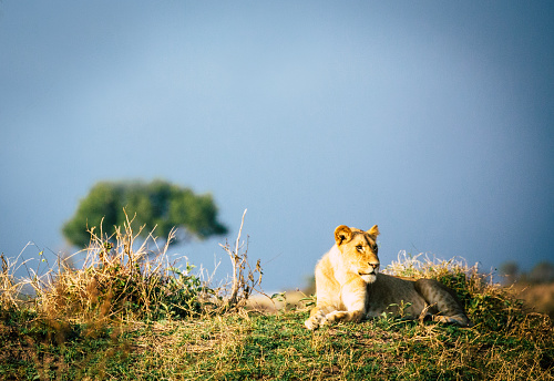 Young lion looking over the Serengeti plains