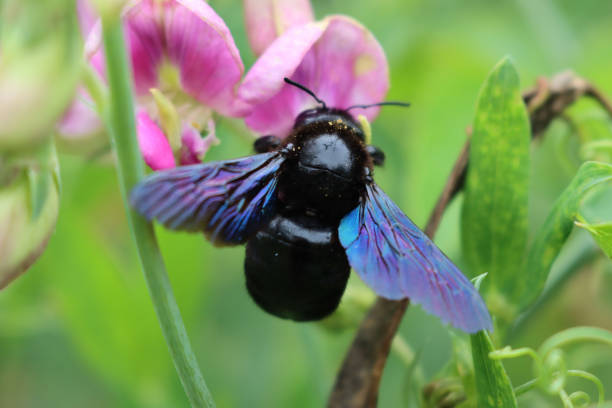 gros plan de xylocopa violacea - abeille menuisière photos et images de collection