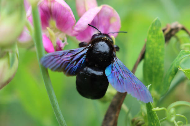 Close-up of Xylocopa violacea