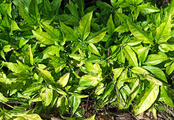 istock green plants in the field 1351427842