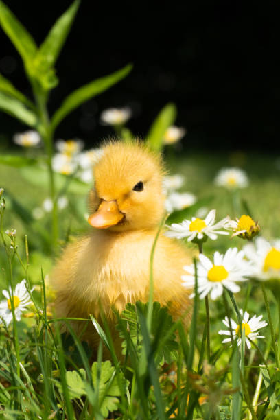 Sweet Animal Chick duckling stock pictures, royalty-free photos & images