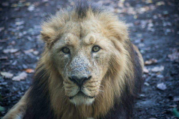 Lion in South Africa